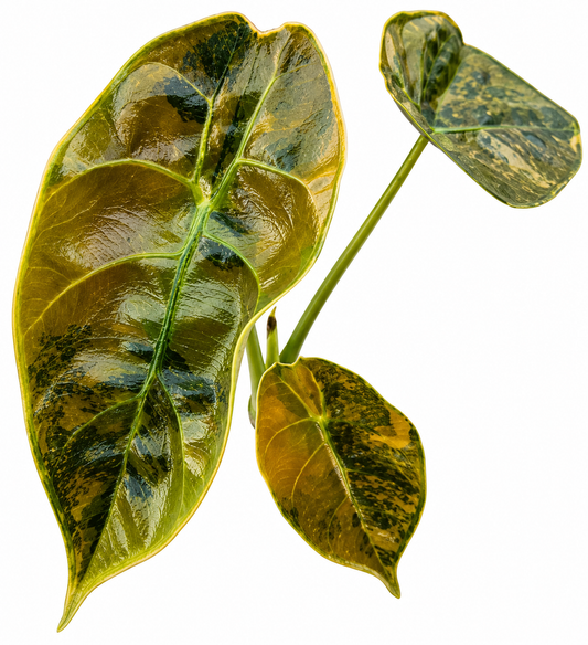 Azlanii Aurea Variegated