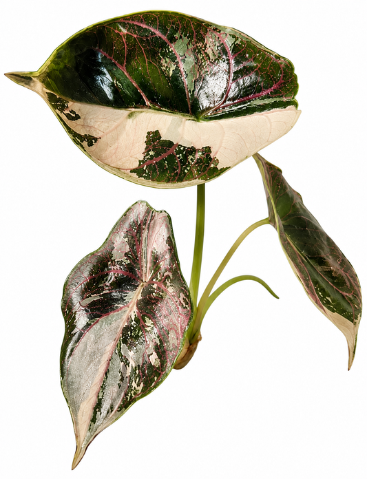 Azlanii Albo Variegated