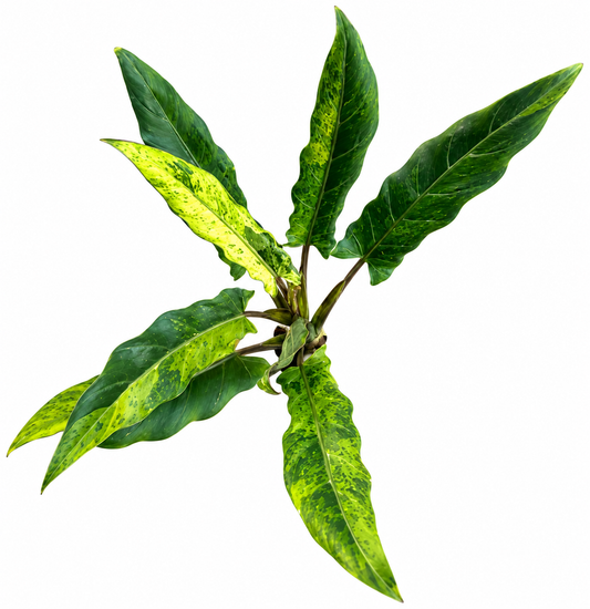 Lauterbachiana Aurea Variegated
