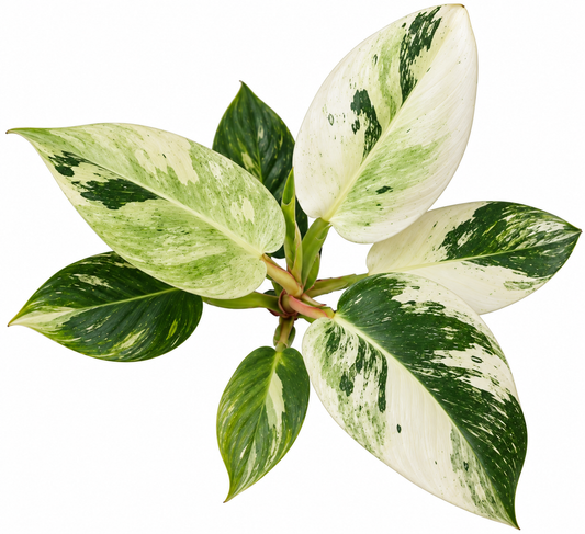 Philodendron White Princess Mint