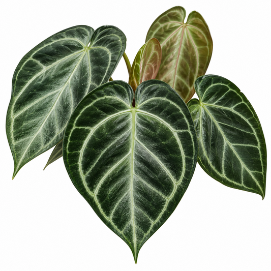 Anthurium crystallinum ‘Diamond’ × Silver Blush