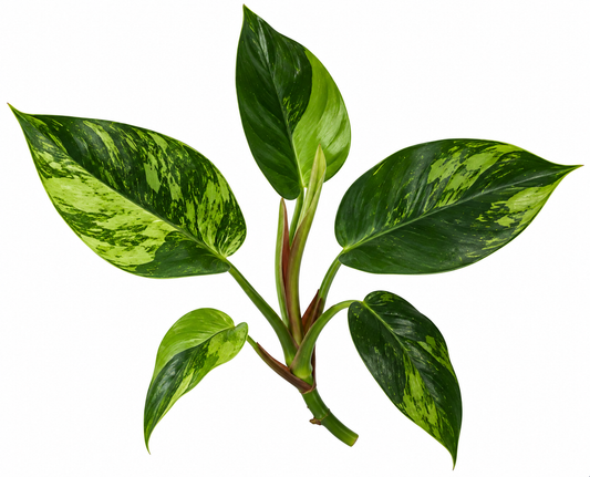 Philodendron Green Princess Variegated