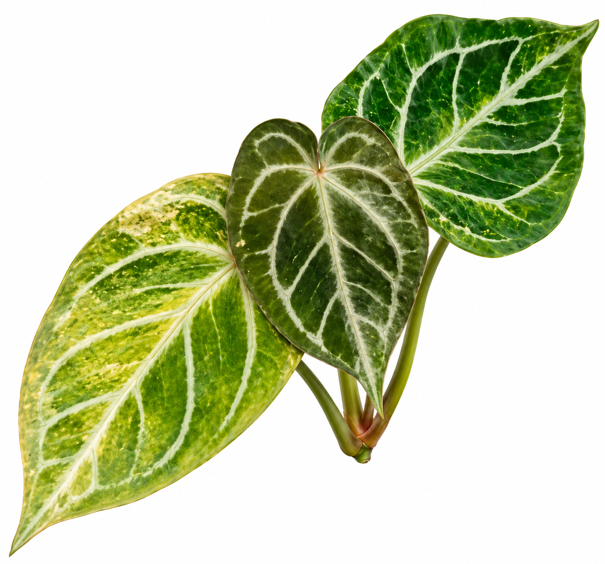 Anthurium Magnificum x Silver Blush