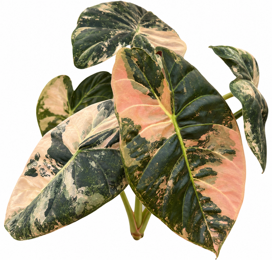Alocasia Golden Bone Pink Variegated