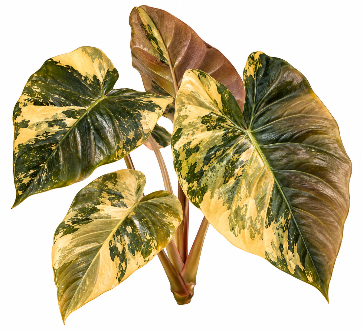 Alocasia Wentii Aurea Variegated Latte