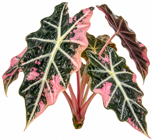 Alocasia Amazonica Pink Variegated