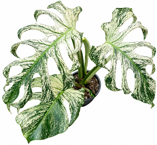 Monstera Devil Monster Grade B
