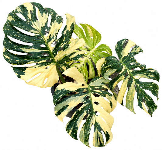 Monstera Creme Brulee