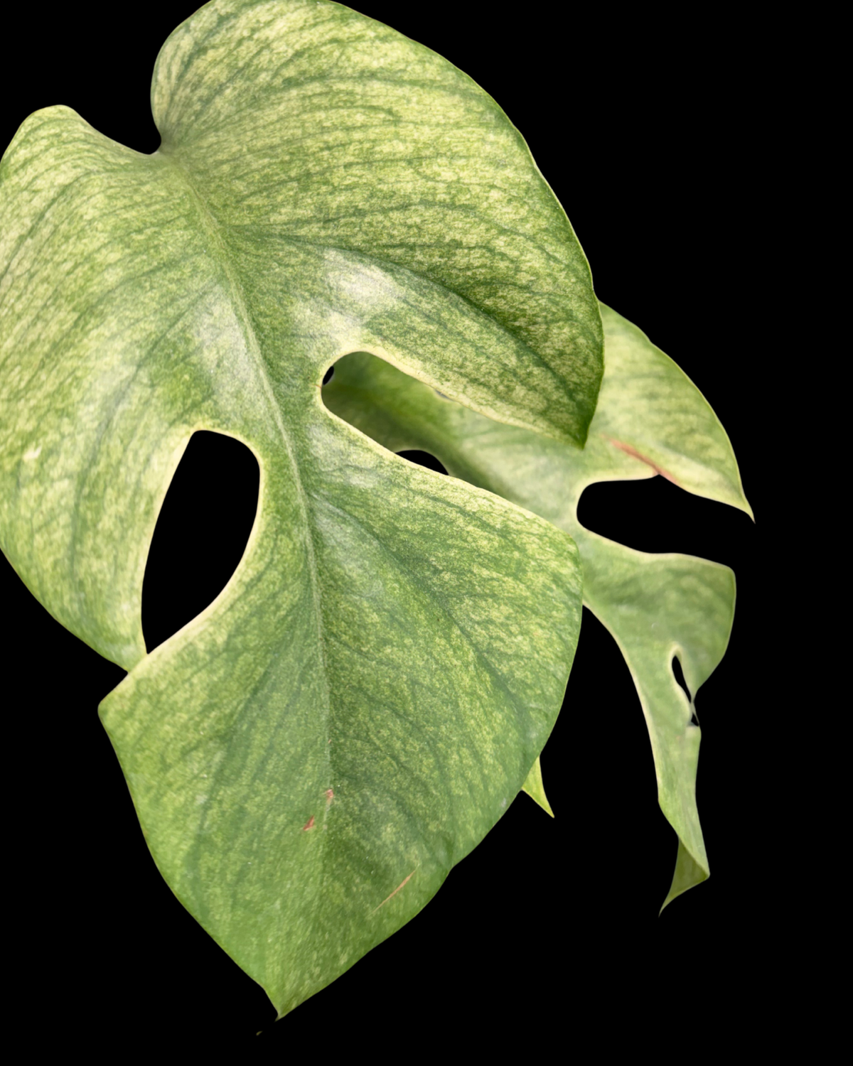 Tetrasperma Mint Variegated