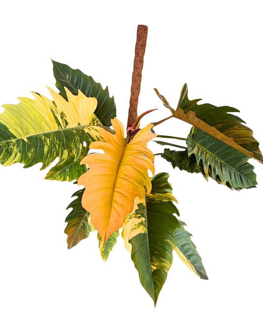 Caramel Marble Variegated