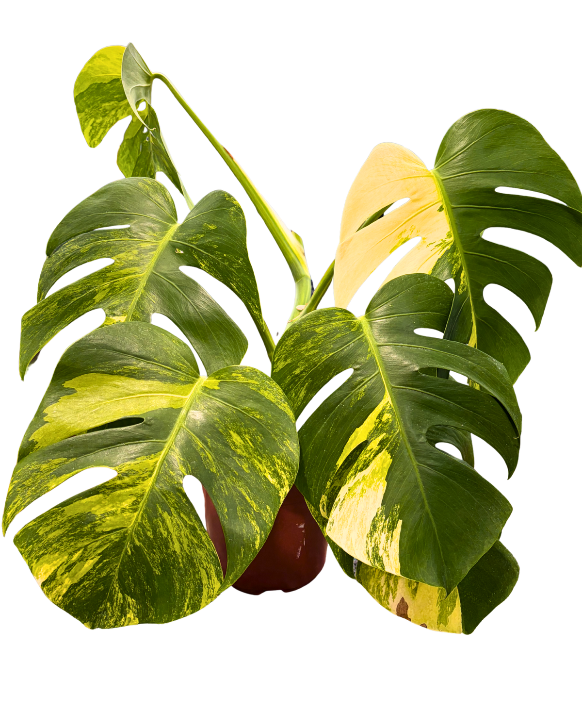 Deliciosa Aurea