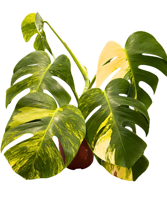 Deliciosa Aurea