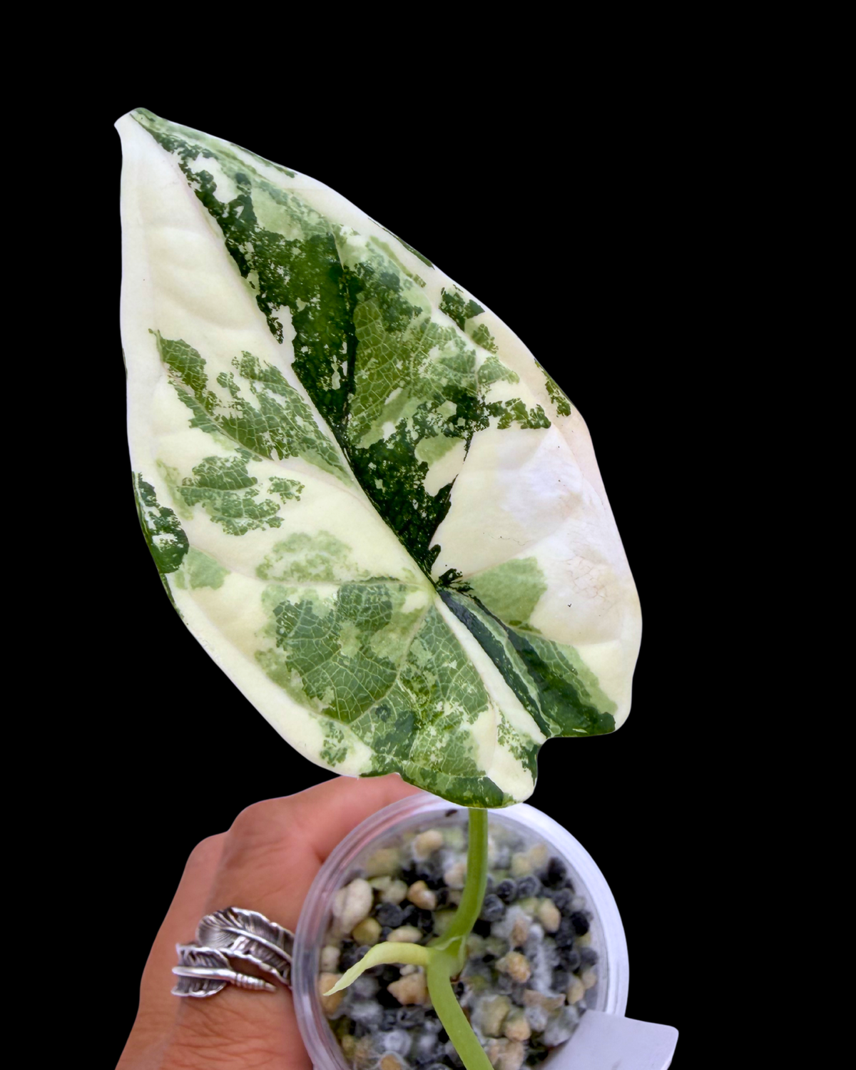 Dragon Scale Albo Variegated
