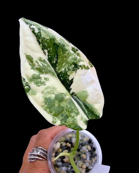 Dragon Scale Albo Variegated
