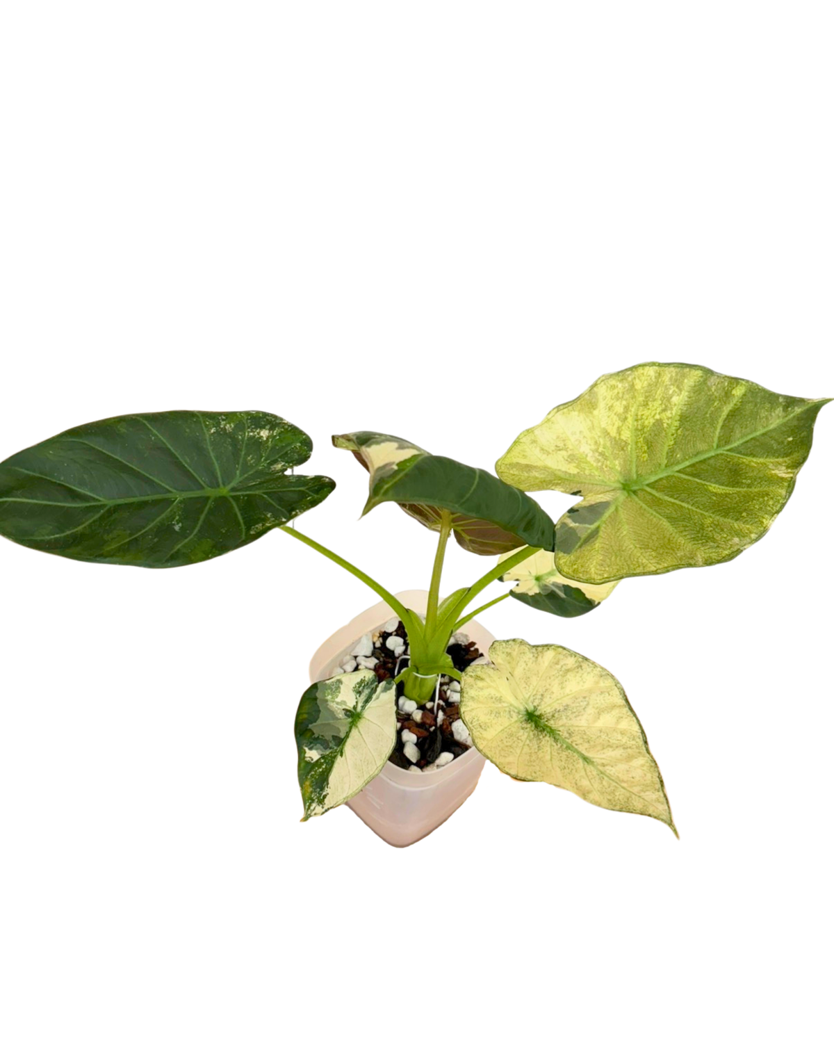 Regal Shield Albo Variegated