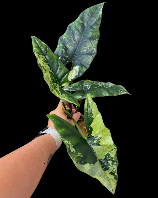 Simpo Variegated