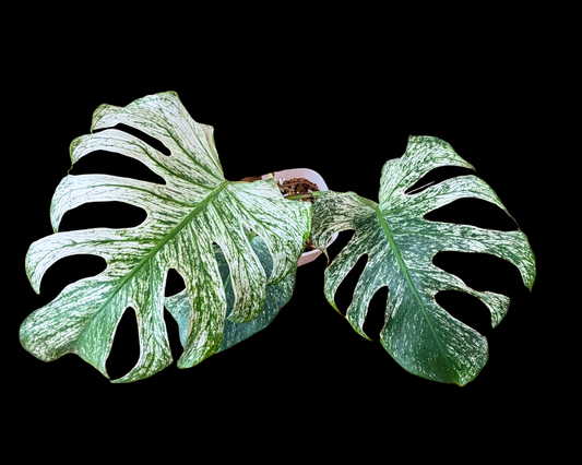 Devil Monster Premium Variegated