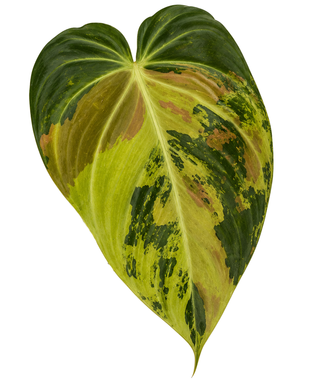 Melano Variegated
