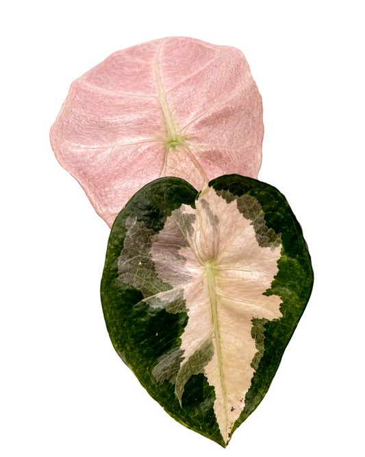 Polly Lava Variegated