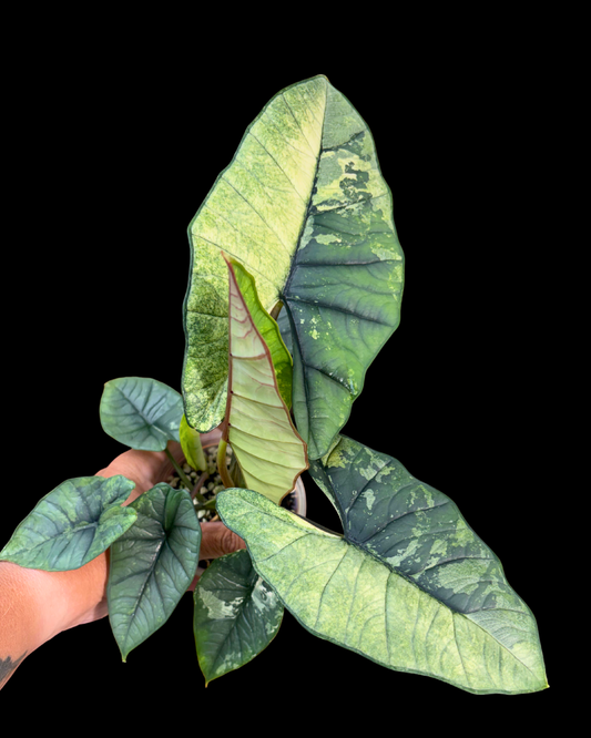 Platinum Albo variegated