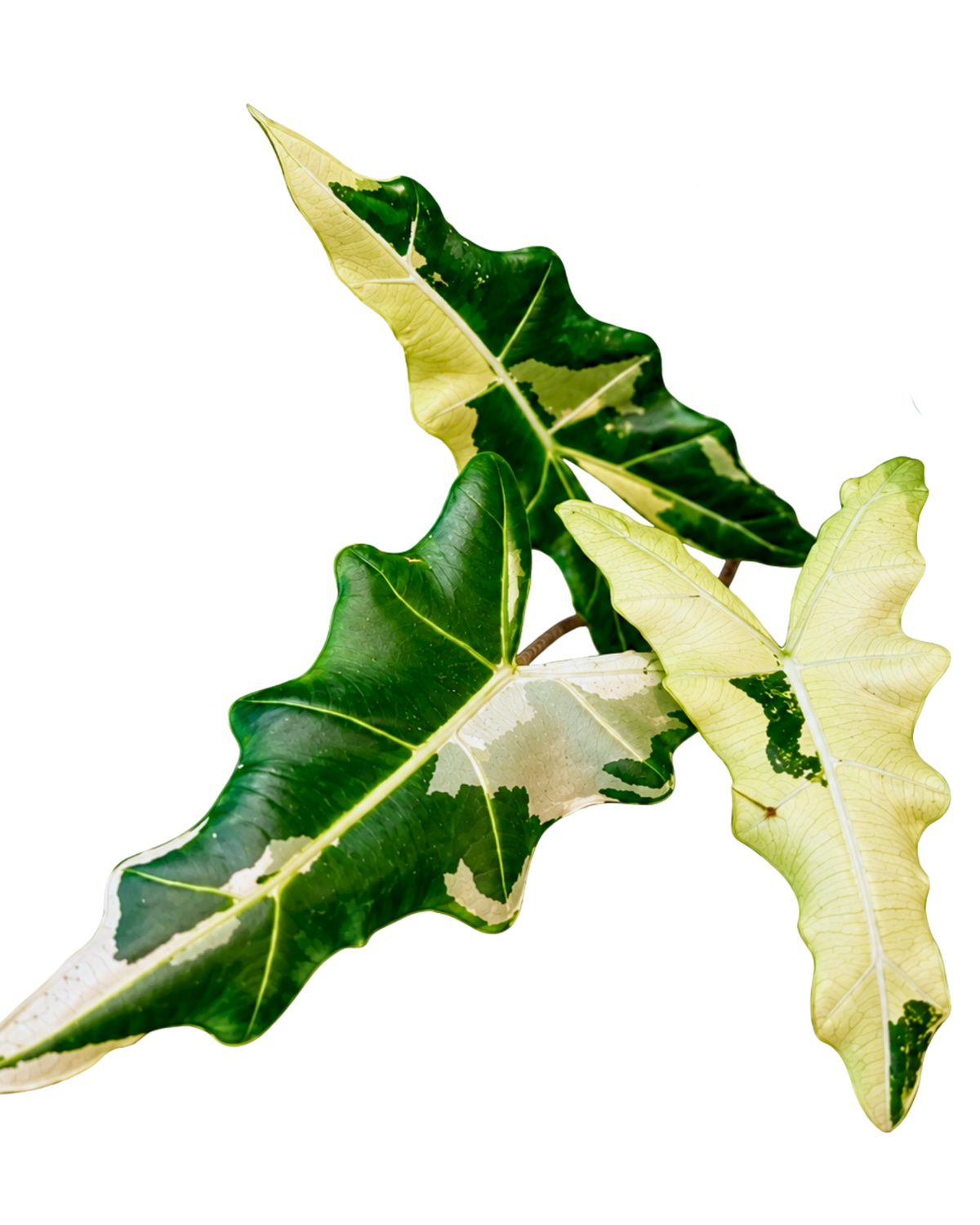 Sarian Variegated
