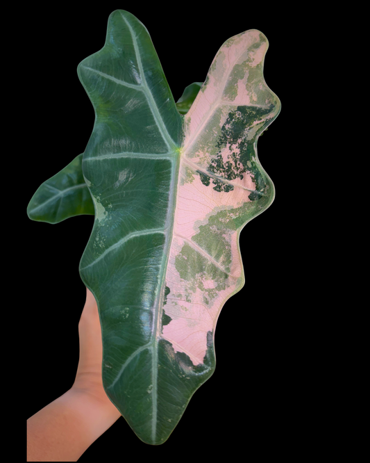 Psude Sanderiana Pink Variegated