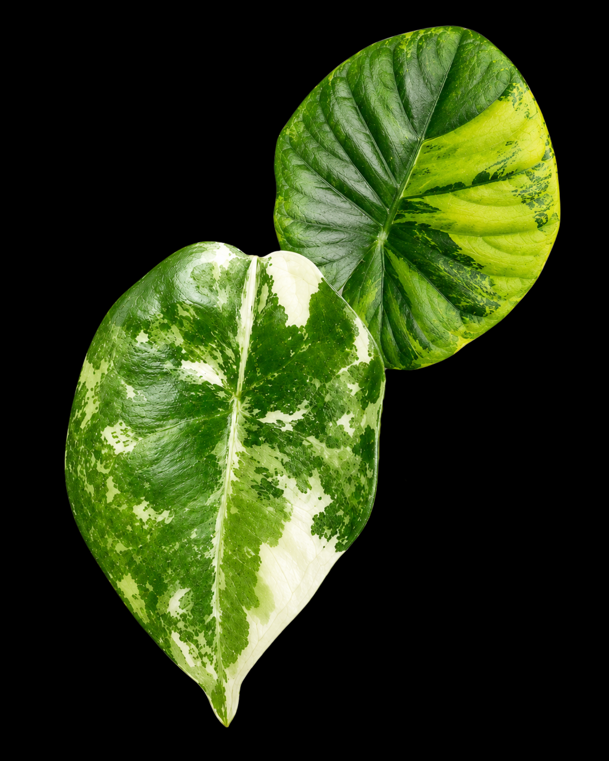 Nebula Albo Variegated