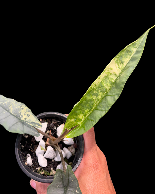 Heterophylla Metallic Blue Albo Variegated