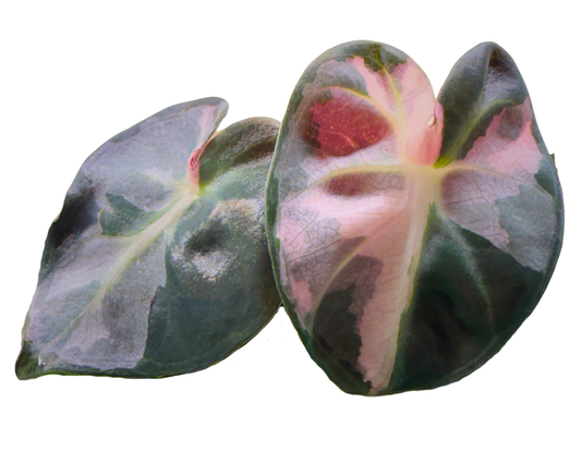 Heart Balloon Variegated