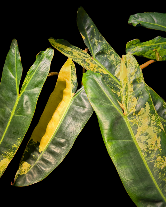 Billietiae Variegated
