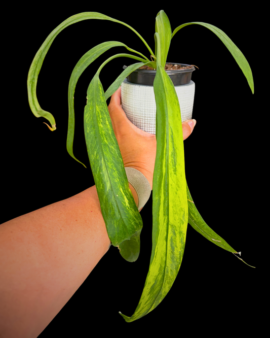 Vittariifolium Variegated