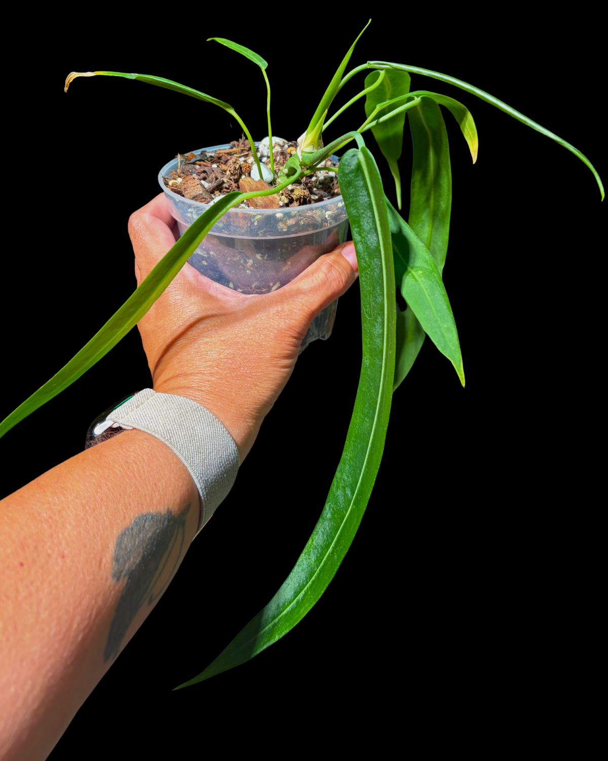 Pallidiflorum