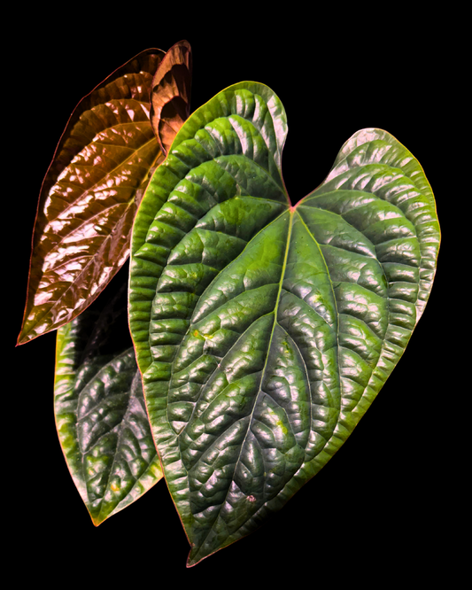 Luxurians