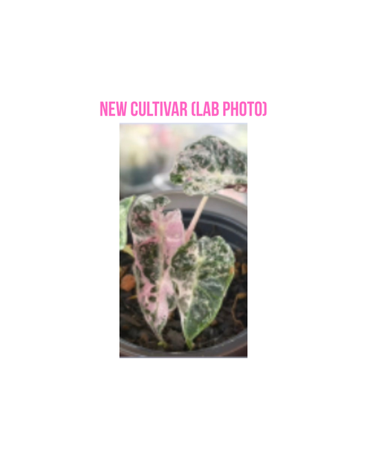 Polly Candy Variegated