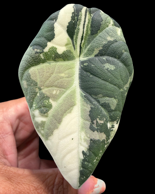 Maharani Albo Variegated
