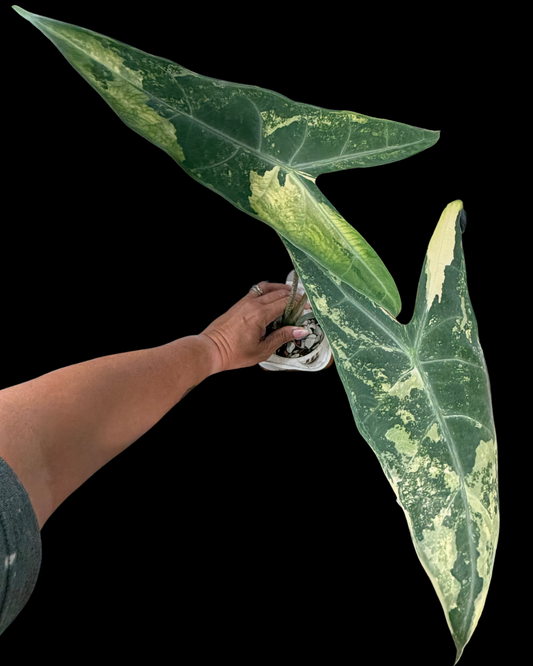 Longiloba Narrow Variegated