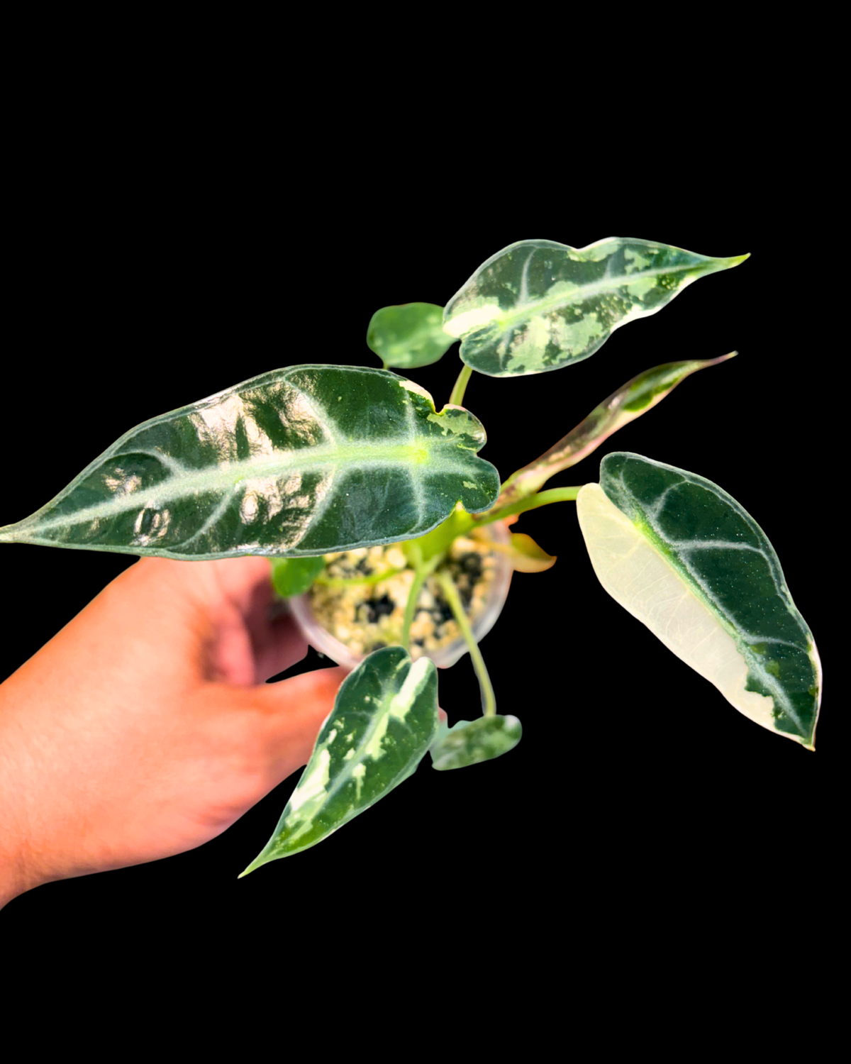 Green Bambino Albo Variegated