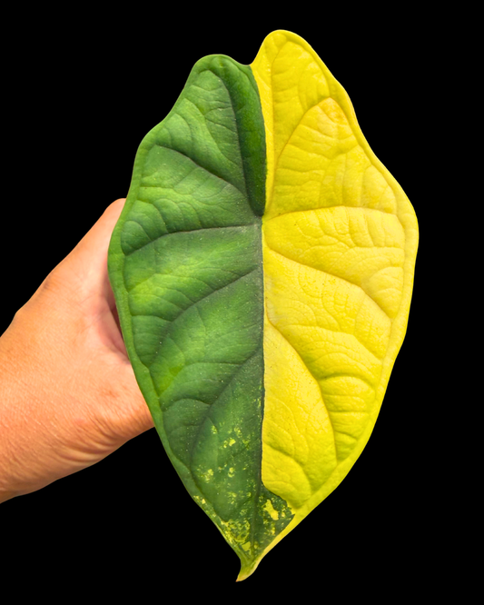 Dragon Scale Aurea Variegated