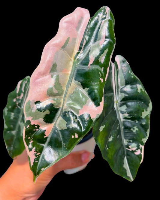 Chantrieri pink Variegated