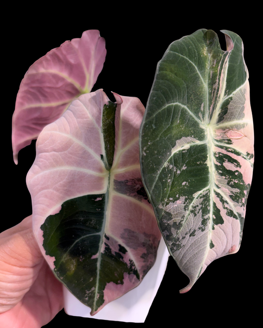 Black Velvet Pink Variegated