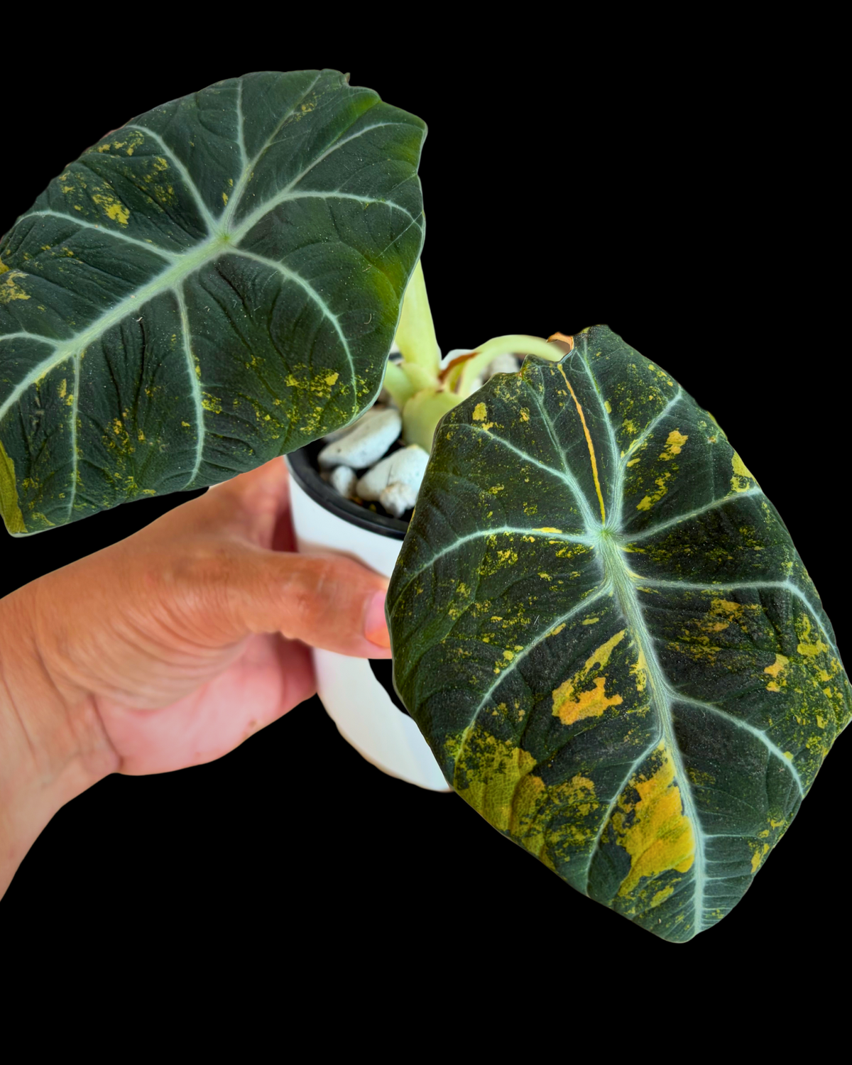 Black velvet Gold variegated