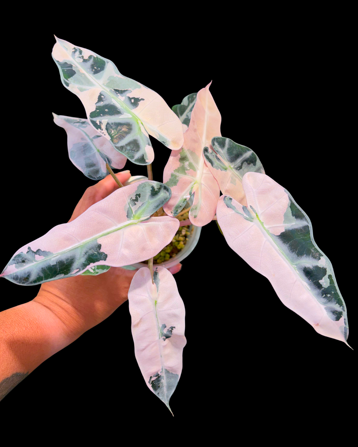 Bambino Pink Variegated