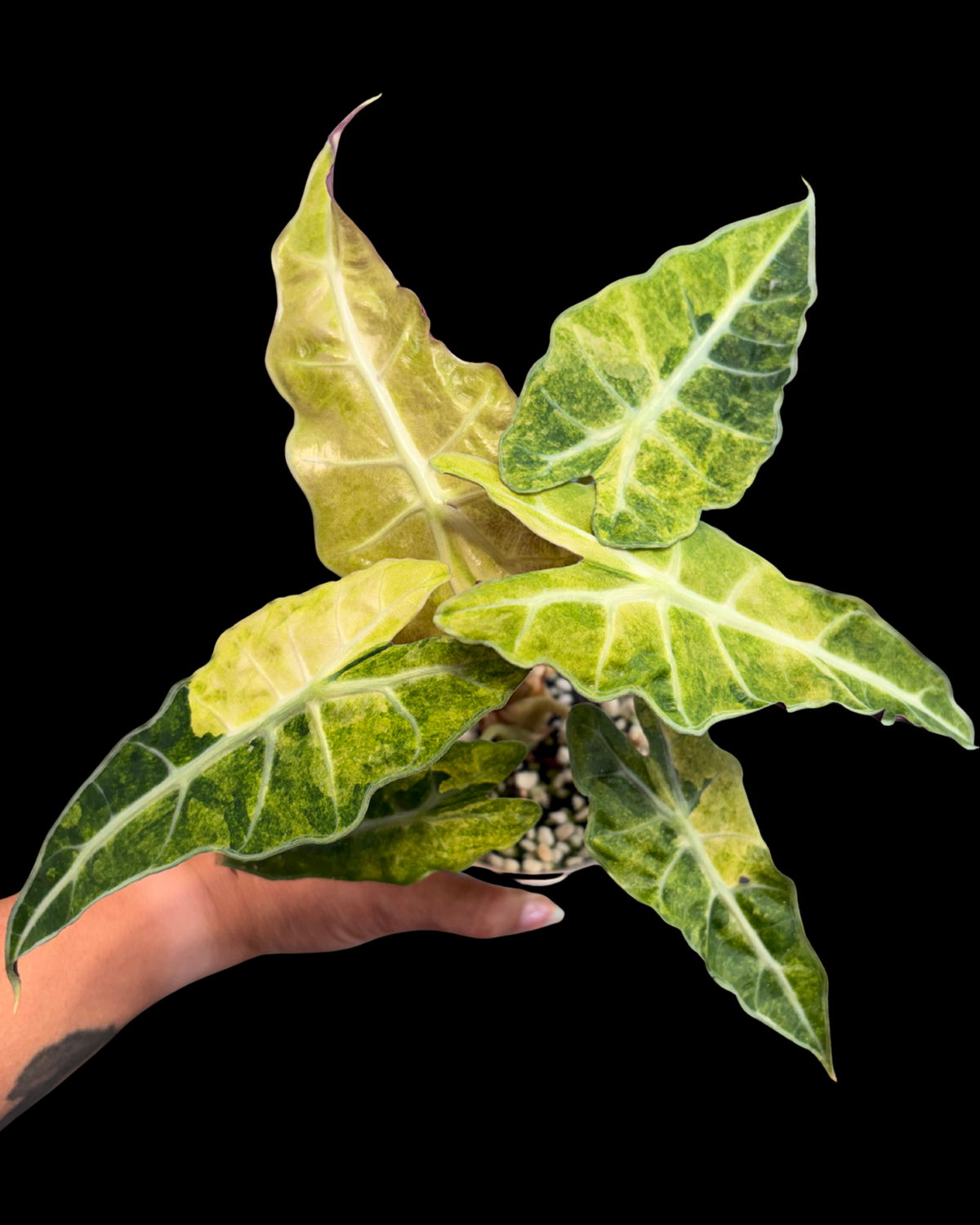 Bambino aurea Variegated