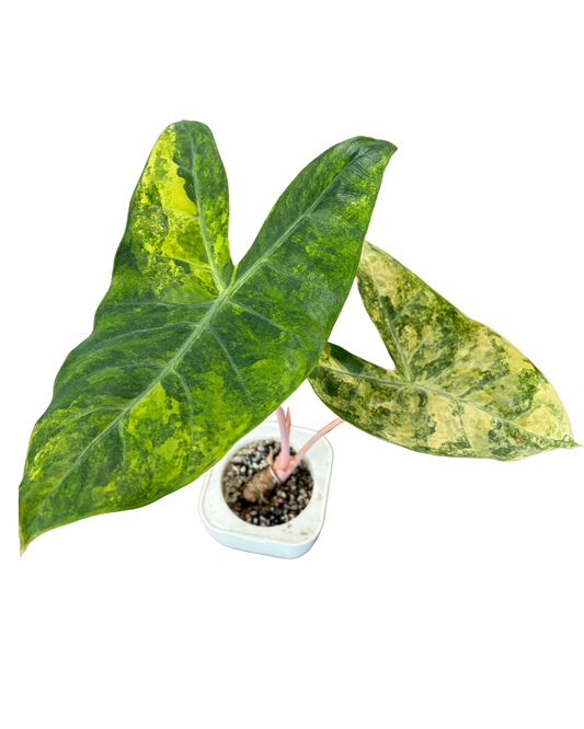 Pink Dragon Aurea Variegated