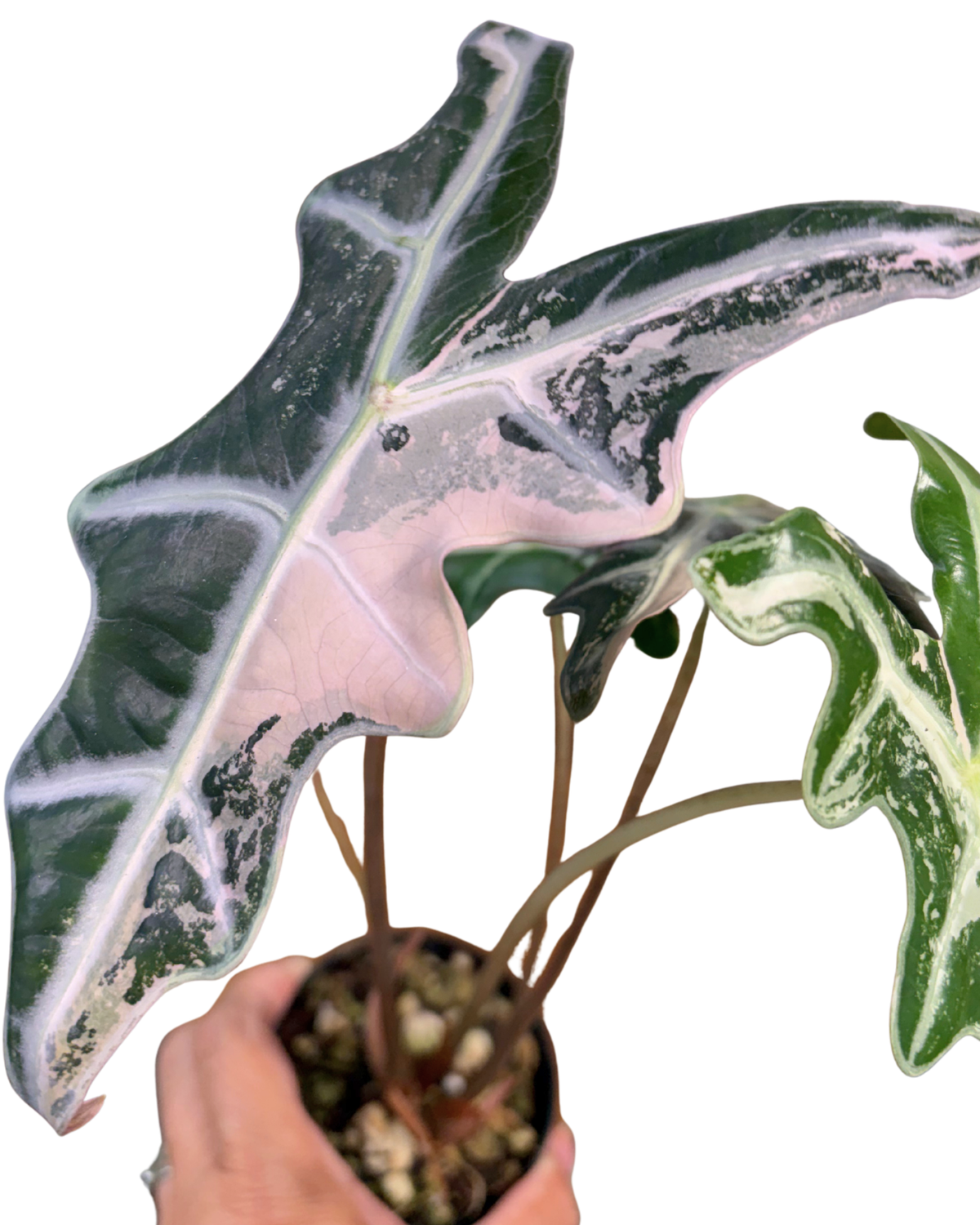 Nobilis Pink Variegated ‘K Version’