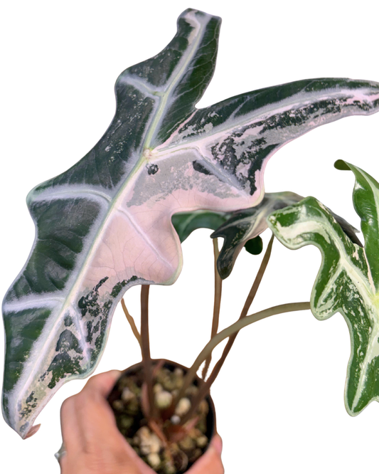Nobilis Pink Variegated ‘K Version’