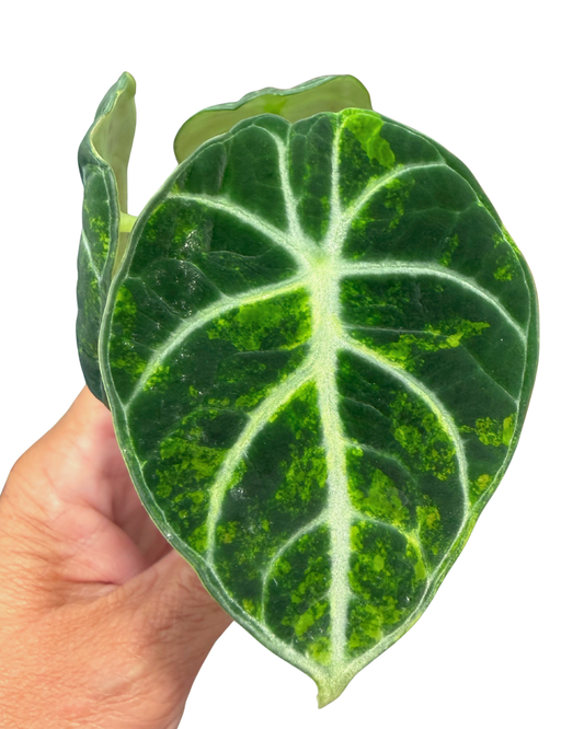 Ninja Aurea Variegated
