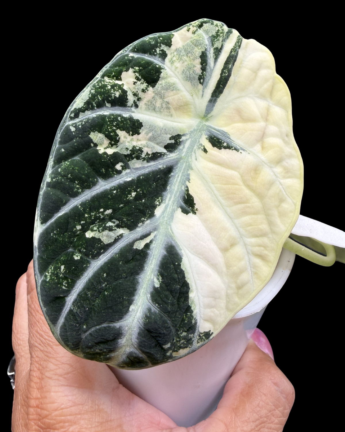 Ninja Albo Variegated