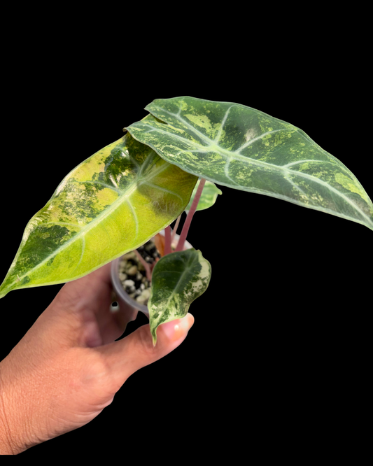 Nairobi Nights Aurea Variegated