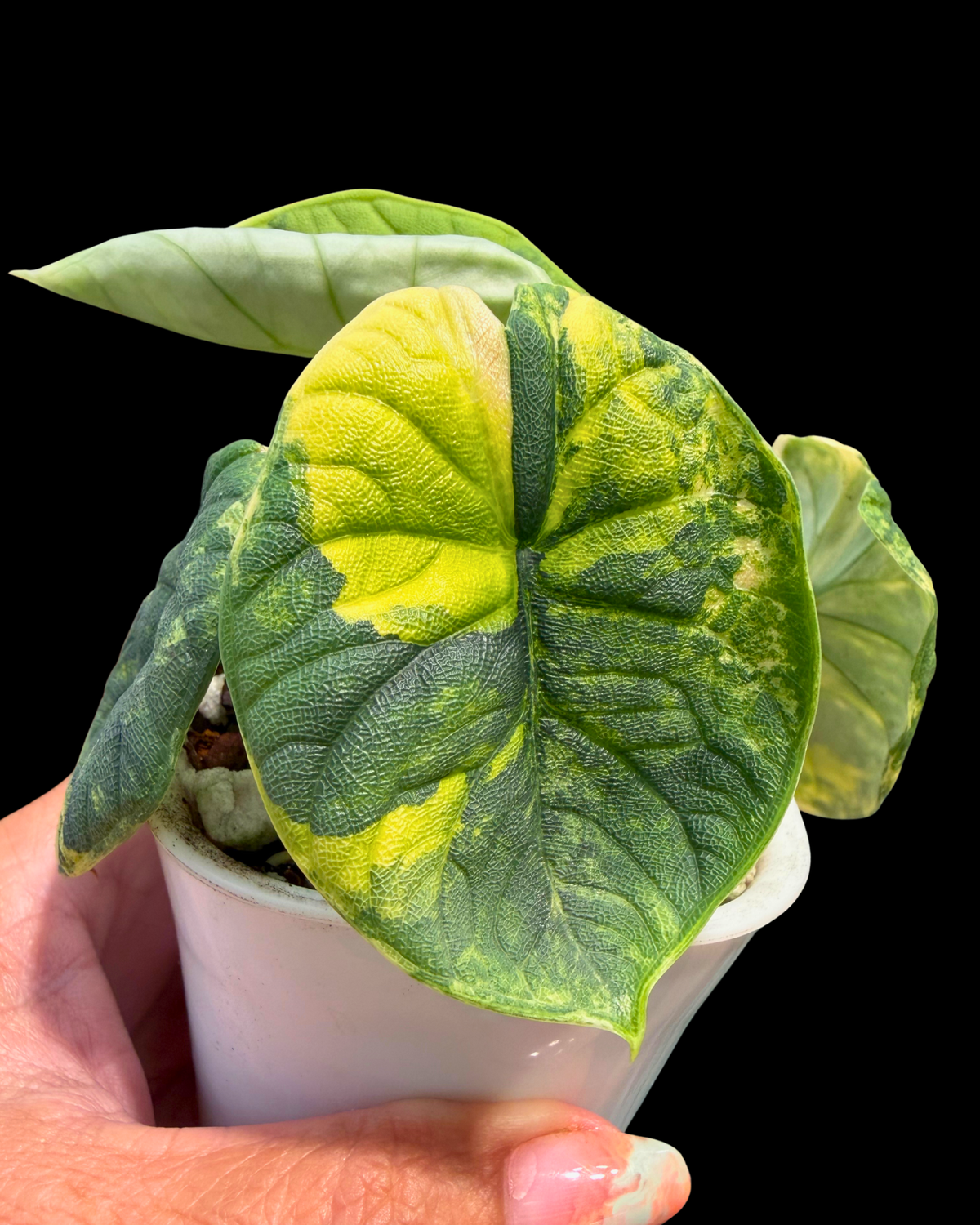Melo Aurea Variegated